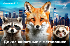 В Службе 112 напомнили об опасности диких животных